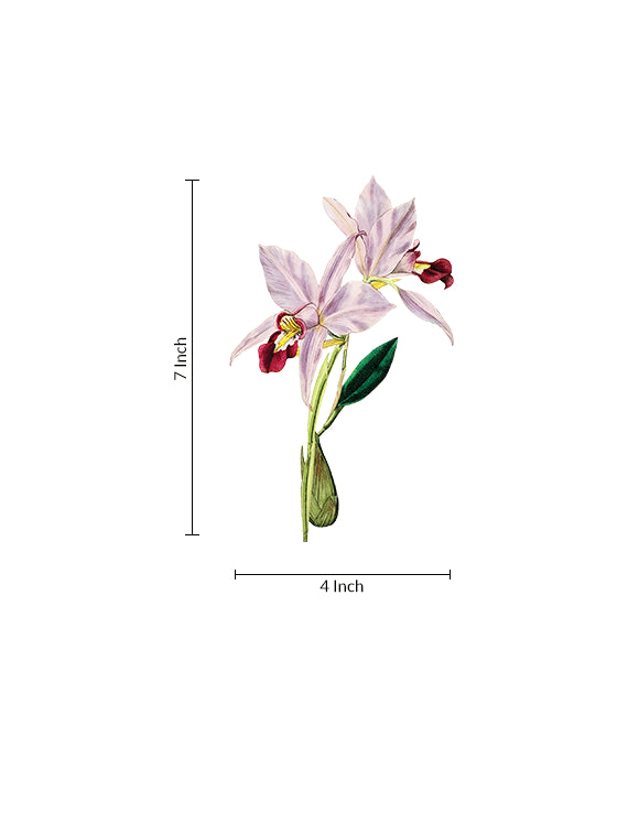 Orchid Blush