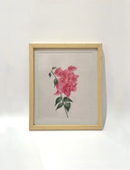 Bougainvillea Blush