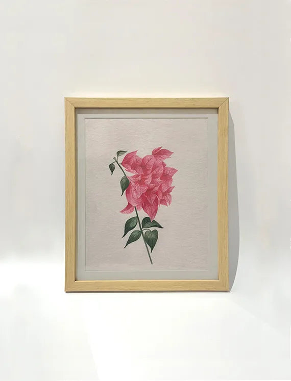 Bougainvillea Blush
