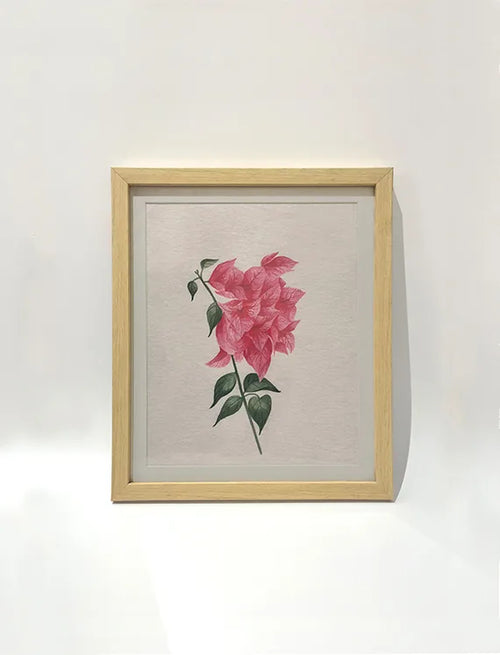 Bougainvillea Blush