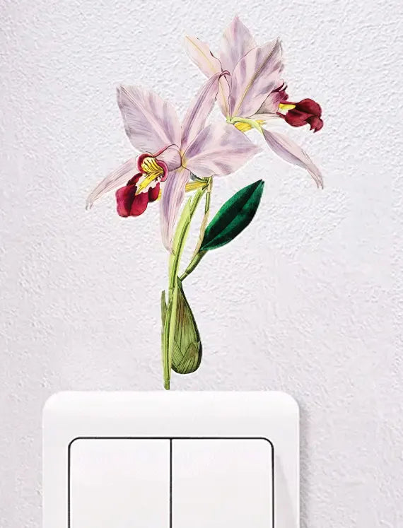 Orchid Blush