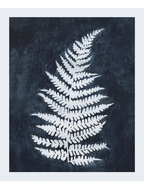 Fern Imprint