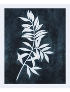 Branch Outline