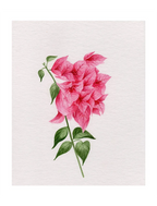 Bougainvillea Blush