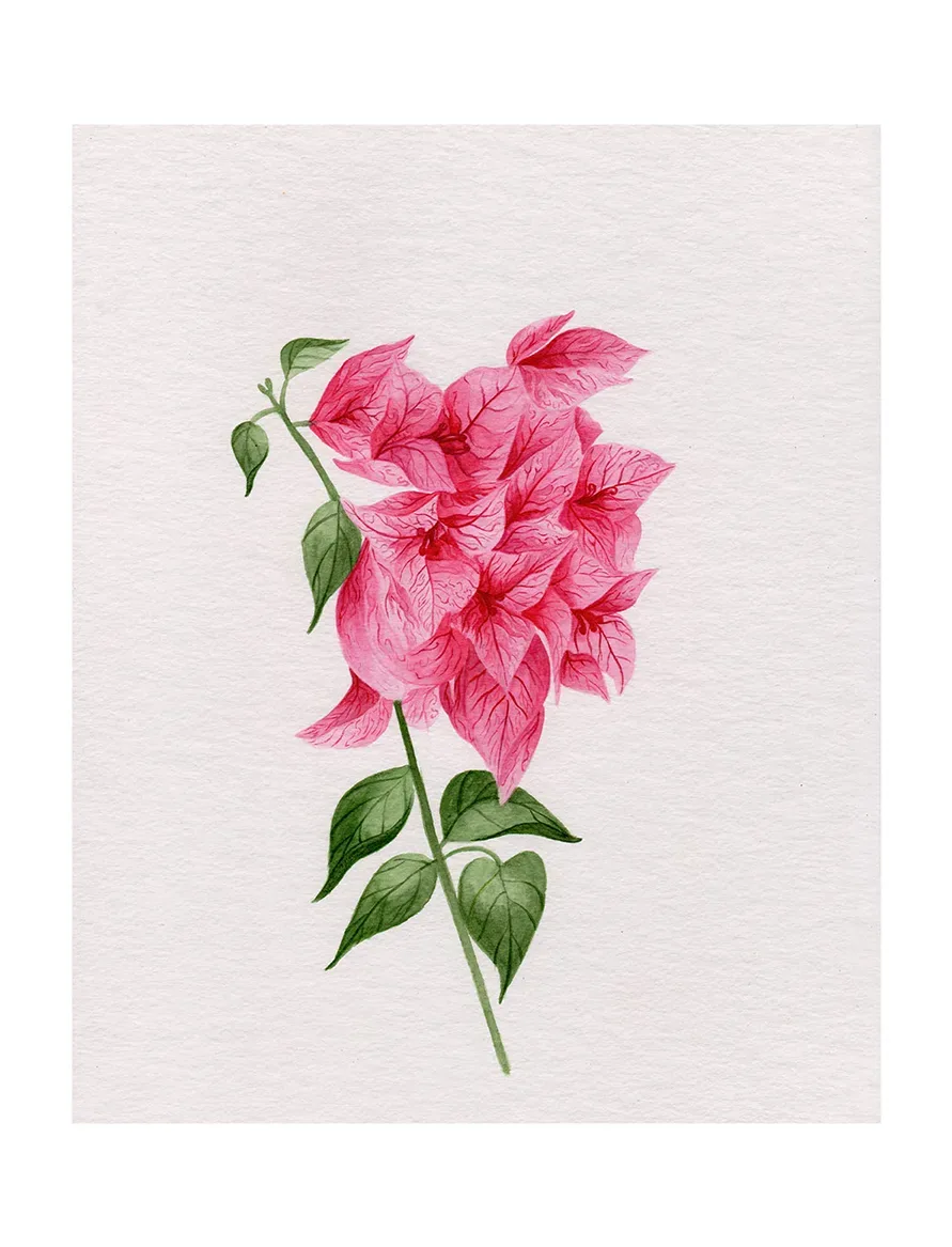 Bougainvillea Blush