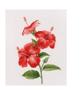 Scarlet Hibiscus