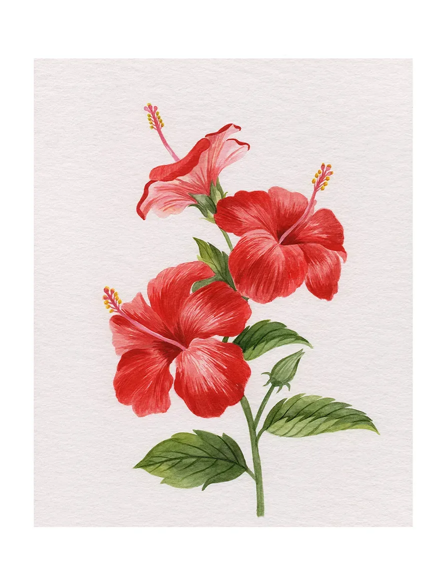 Scarlet Hibiscus